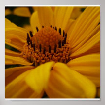 Poster-Flowers-47 Affisch