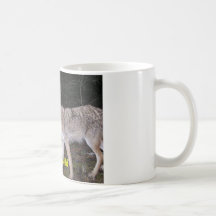 prärievargvildmugg