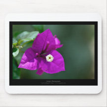 Precis en blomma - lilor blommar Bouganvillea 010 Mus Mattor
