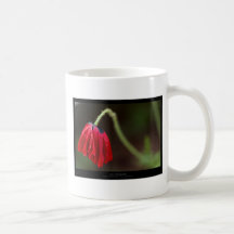 Precis en blomma - röd blommavallmo 012 kaffe koppar