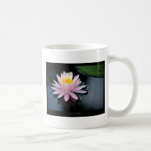 Precis en blomma - rosa näckrosblomma 037 kaffe kopp