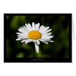 Precis en blomma - vitdaisy 005 kort