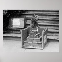 PresidentHardings Airedale Terrier, 1922 Posters