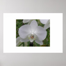 Pressande blomma posters