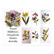 Pressande vildblommaPostcard. Vykort