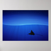 Prickig örnstråle, Aetobatusnarinari Print