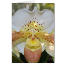 Prickigt Orchidkort