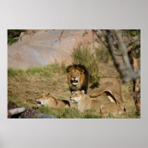 Pride av Lions Affisch