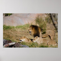 Pride av Lions Affisch