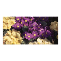 Primrose Anpassade Foto Kort