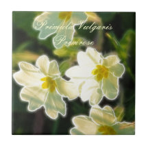 Primrose (Vulgaris Primula) Keramiska Plattor