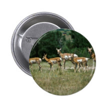 Pronghorn antilop knappar
