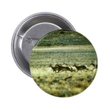 Pronghorn antilop knappar med nål