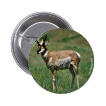 Pronghorn antilop nål
