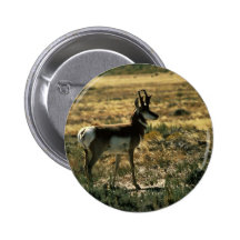 Pronghorn antilop pins