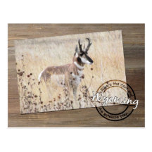 Pronghorn antilopfoto på trä - Wyoming WY USA Vykort