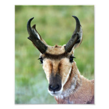 Pronghorn antilopporträtt 8x10 fotontryck
