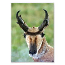 Pronghorn antilopporträtt fotokonst