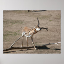 Pronghorn gnuggbildhorn på kronhjort print