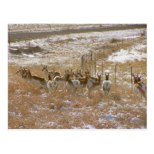 Pronghorn mobster vykort