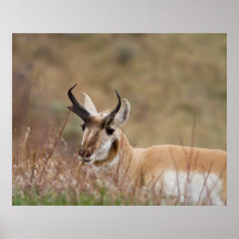 Pronghorn Posters