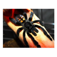 Psalmopoeus irminia vykort