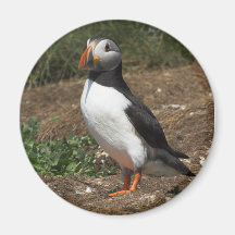 Puffin Kylskåpsnagnet