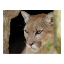 Puma 013 vykort