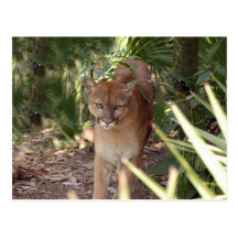 Puma 020 vykort
