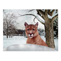 Puma i snö vykort