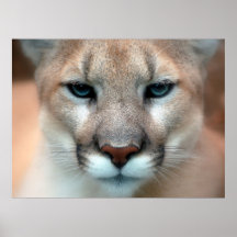 Puma Print