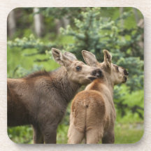 Pure Innocents Drink Coasters