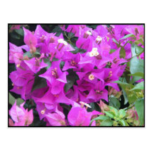 Purpurfärgad Bougainvillea Vykort
