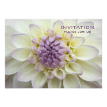 Purpurfärgad Dahlia •, Repetition middaginbjudan