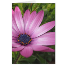 purpurfärgad daisy hälsningskort