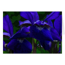 Purpurfärgad Iris Kort