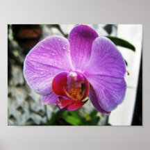 Purpurfärgad Orchid Posters
