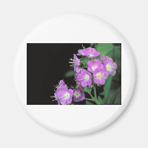 purpurfärgad phacelia kylskåpmagneter
