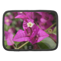 Purpurfärgad/rosa Bougainvillea Organizers