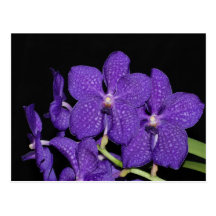 Purpurfärgad vanda orchid vykort