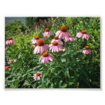 Purpurfärgade Coneflowers Foto