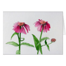 Purpurfärgade Coneflowers Hälsningskort