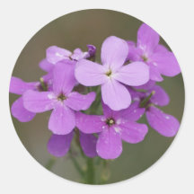 Purpurfärgade Dames Flyga för vildblommar F0019 Klistermärken
