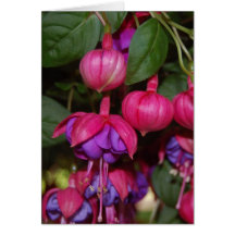 Purpurfärgade Fuschia Hälsnings Kort