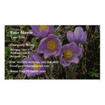Purpurfärgade Pasqueflowers för vild blommor Visit Kort