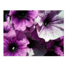 Purpurfärgade Petunias Vykort
