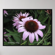 Purpurfärgat kotteblommatryck print