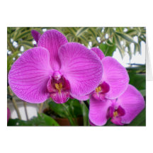 Purpurfärgat Orchidkort