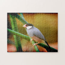 Pussel för Java Sparrow