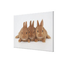 Rabbits.Netherland-Dwarfs. Canvastryck